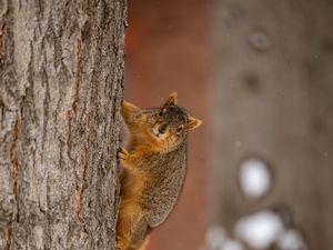 Preview wallpaper squirrel, animal, brown, tree