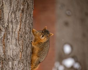Preview wallpaper squirrel, animal, brown, tree
