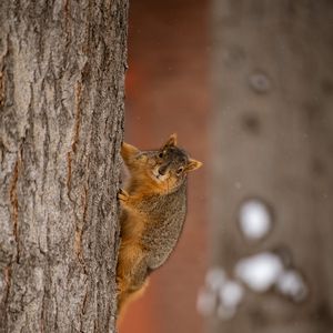 Preview wallpaper squirrel, animal, brown, tree