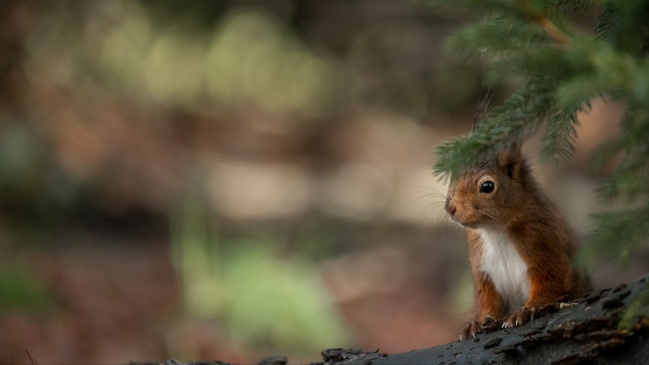 Wallpaper squirrel, animal, brown, branch