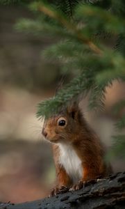 Preview wallpaper squirrel, animal, brown, branch