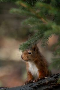 Preview wallpaper squirrel, animal, brown, branch