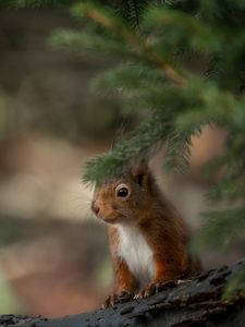 Preview wallpaper squirrel, animal, brown, branch
