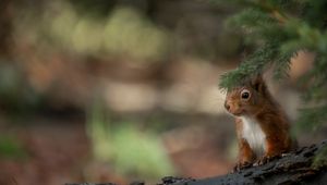 Preview wallpaper squirrel, animal, brown, branch