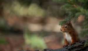 Preview wallpaper squirrel, animal, brown, branch