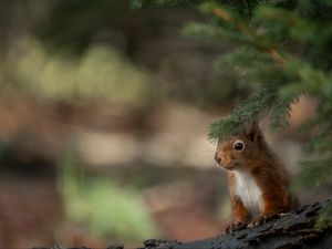 Preview wallpaper squirrel, animal, brown, branch