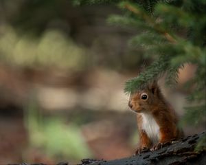 Preview wallpaper squirrel, animal, brown, branch