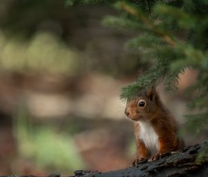 Preview wallpaper squirrel, animal, brown, branch