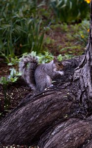 Preview wallpaper squirrel, animal, brown, rodent, tree