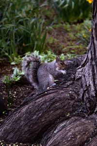 Preview wallpaper squirrel, animal, brown, rodent, tree