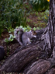 Preview wallpaper squirrel, animal, brown, rodent, tree
