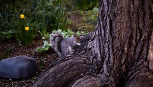 Preview wallpaper squirrel, animal, brown, rodent, tree