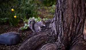 Preview wallpaper squirrel, animal, brown, rodent, tree