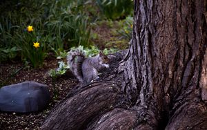 Preview wallpaper squirrel, animal, brown, rodent, tree
