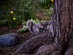 Preview wallpaper squirrel, animal, brown, rodent, tree