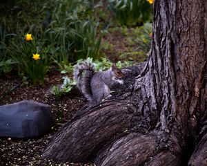 Preview wallpaper squirrel, animal, brown, rodent, tree