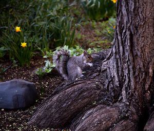 Preview wallpaper squirrel, animal, brown, rodent, tree