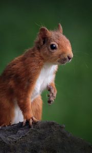 Preview wallpaper squirrel, animal, cute, wildlife