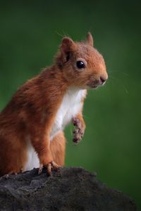 Preview wallpaper squirrel, animal, cute, wildlife