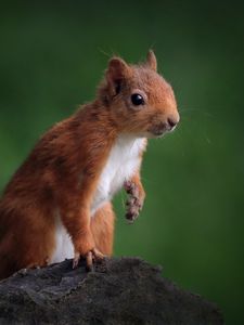 Preview wallpaper squirrel, animal, cute, wildlife