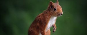 Preview wallpaper squirrel, animal, cute, wildlife