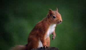 Preview wallpaper squirrel, animal, cute, wildlife