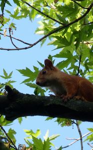 Preview wallpaper squirrel, animal, face, sitting