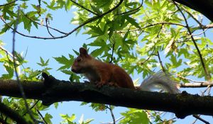 Preview wallpaper squirrel, animal, face, sitting