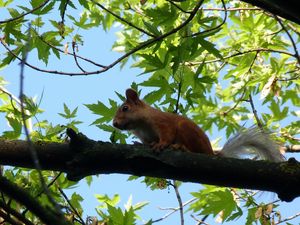 Preview wallpaper squirrel, animal, face, sitting