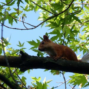 Preview wallpaper squirrel, animal, face, sitting