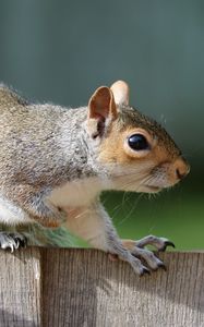 Preview wallpaper squirrel, animal, fear, fence