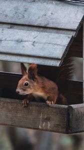 Preview wallpaper squirrel, animal, feeder, cute