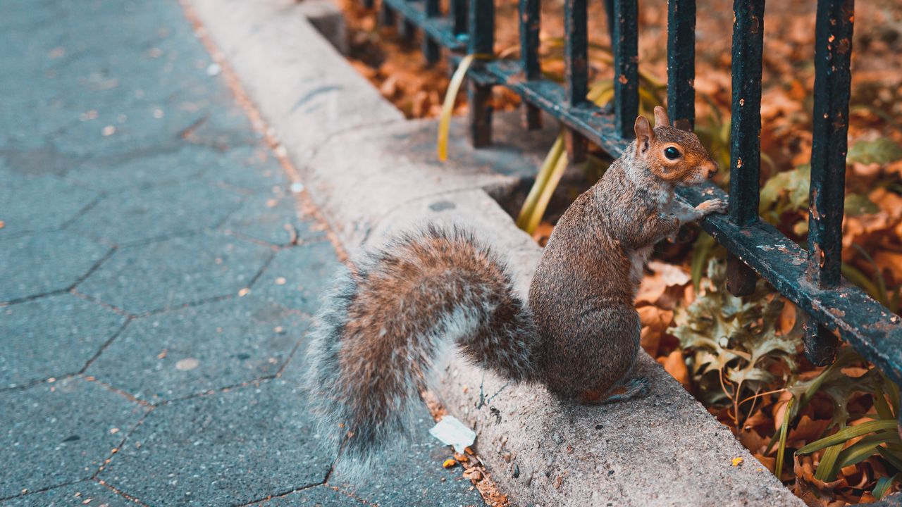 Wallpaper squirrel, animal, fence, stand