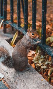 Preview wallpaper squirrel, animal, fence, stand