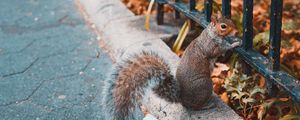 Preview wallpaper squirrel, animal, fence, stand