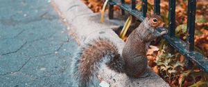 Preview wallpaper squirrel, animal, fence, stand