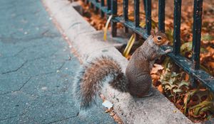 Preview wallpaper squirrel, animal, fence, stand