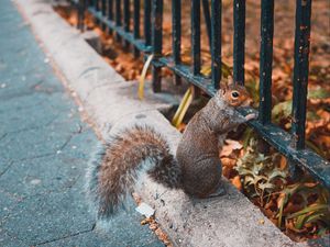 Preview wallpaper squirrel, animal, fence, stand