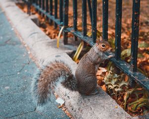Preview wallpaper squirrel, animal, fence, stand