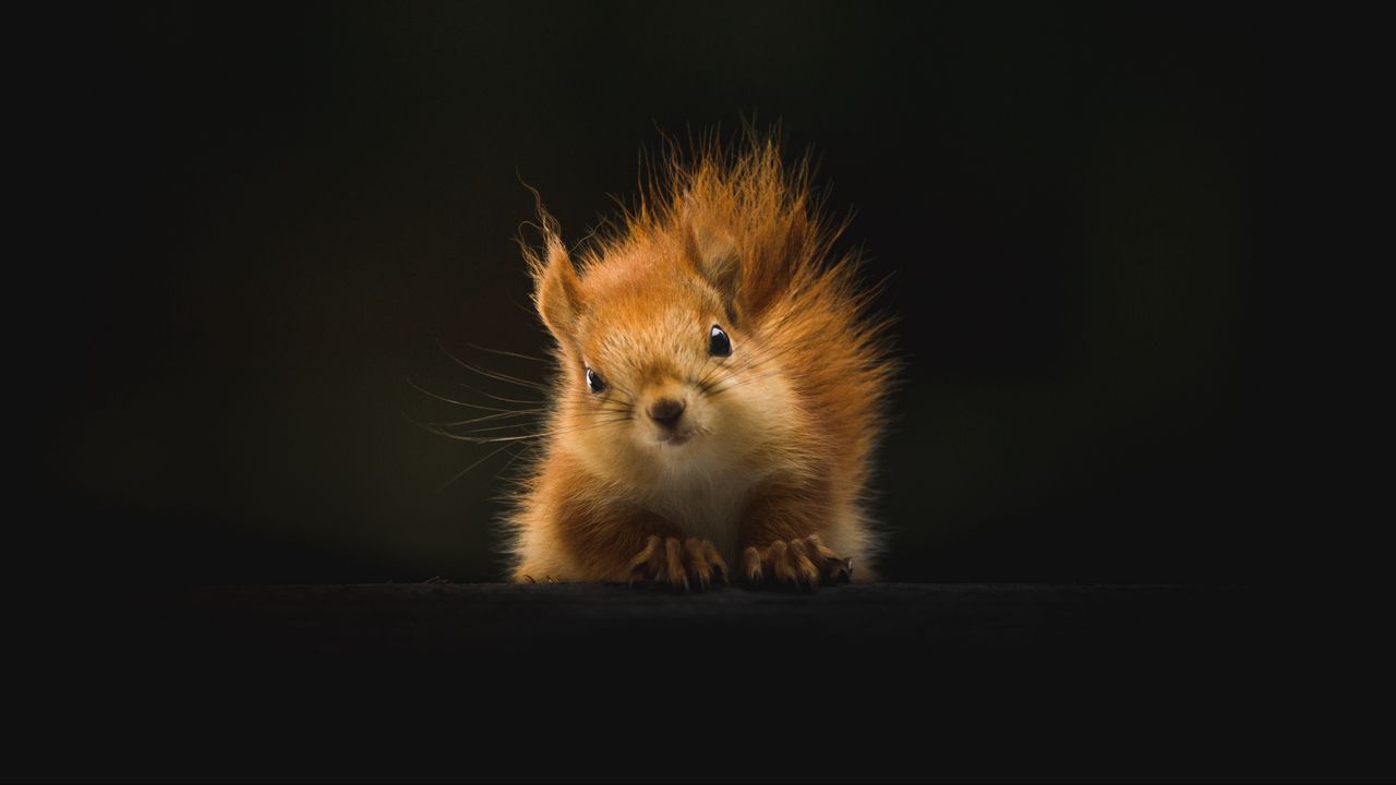 Wallpaper squirrel, animal, fluffy