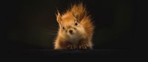 Preview wallpaper squirrel, animal, fluffy