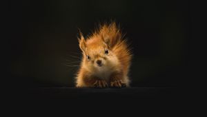 Preview wallpaper squirrel, animal, fluffy
