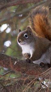 Preview wallpaper squirrel, animal, fluffy, cute, tree, branches