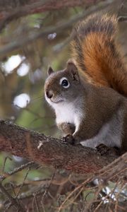 Preview wallpaper squirrel, animal, fluffy, cute, tree, branches