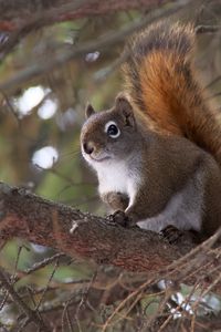 Preview wallpaper squirrel, animal, fluffy, cute, tree, branches