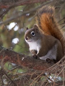 Preview wallpaper squirrel, animal, fluffy, cute, tree, branches