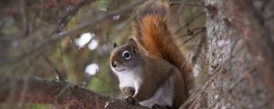 Preview wallpaper squirrel, animal, fluffy, cute, tree, branches