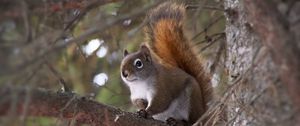 Preview wallpaper squirrel, animal, fluffy, cute, tree, branches