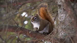 Preview wallpaper squirrel, animal, fluffy, cute, tree, branches