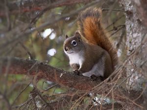 Preview wallpaper squirrel, animal, fluffy, cute, tree, branches